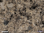 Microscope Photo of OPRL2N
